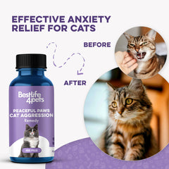 BestLife4Pets Peaceful Paws cat relaxing on sofa after remedy