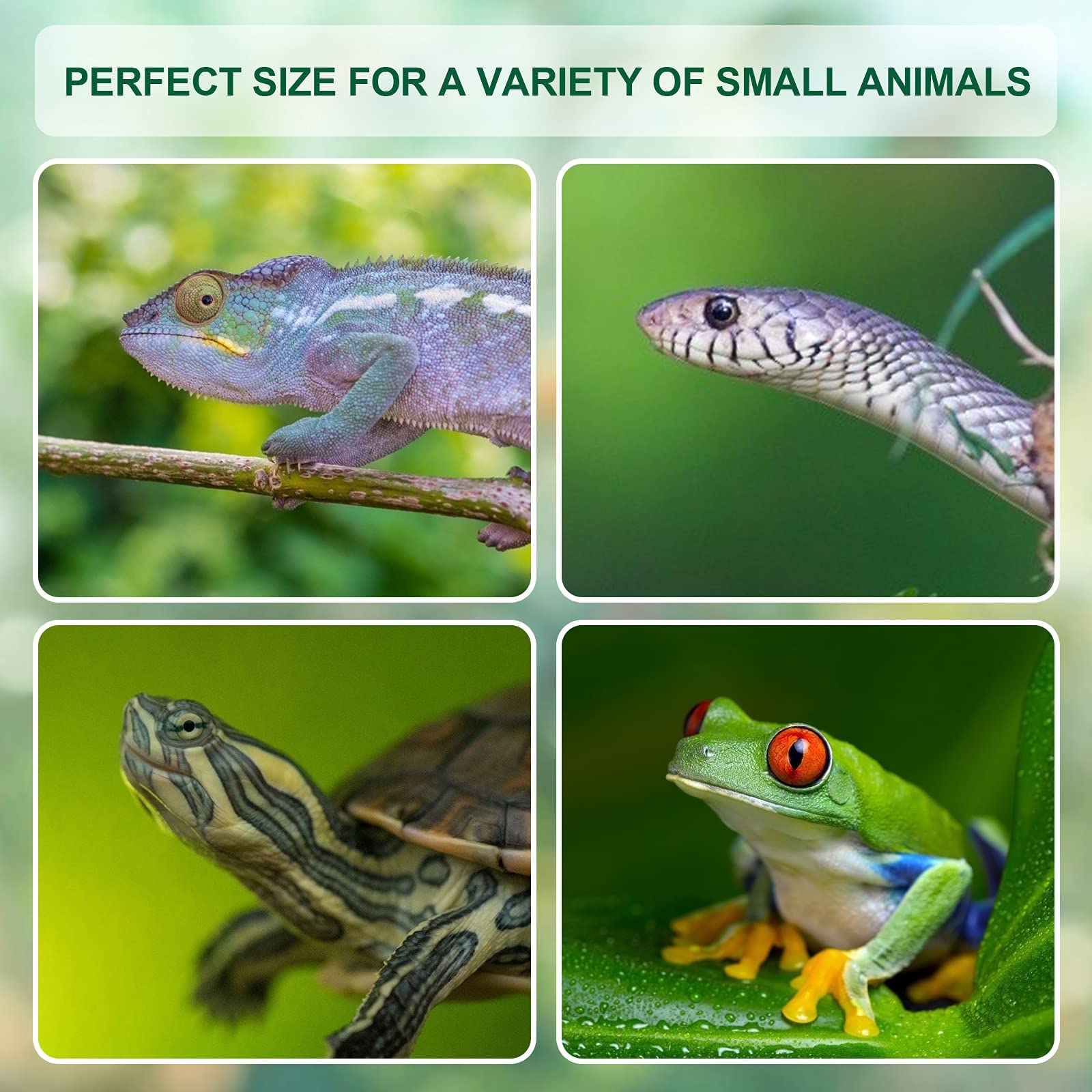 BETAZOOER reptile terrarium protective-film removal reveals full clarity