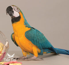 Better Bird 4-lb jar on kitchen counter, inviting birds to explore varied textures.