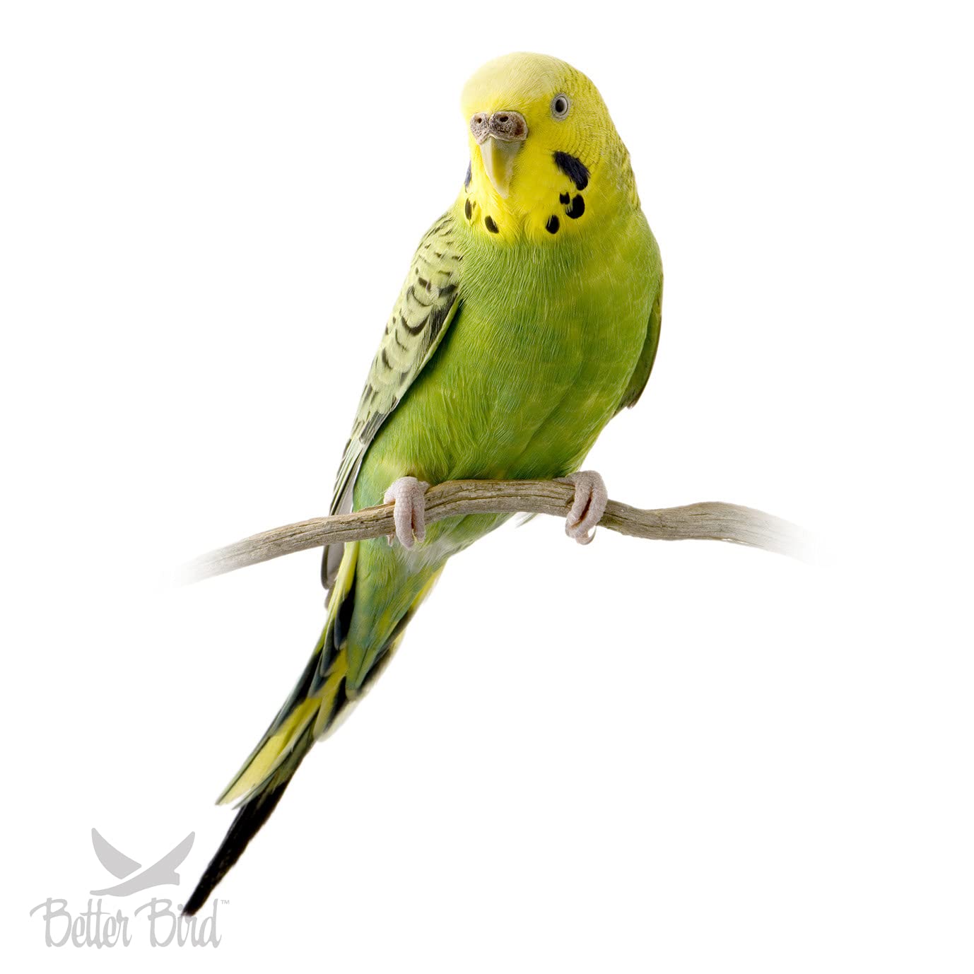 Better Bird ingredient mix parakeet food highlights millet and seeds for diverse diet