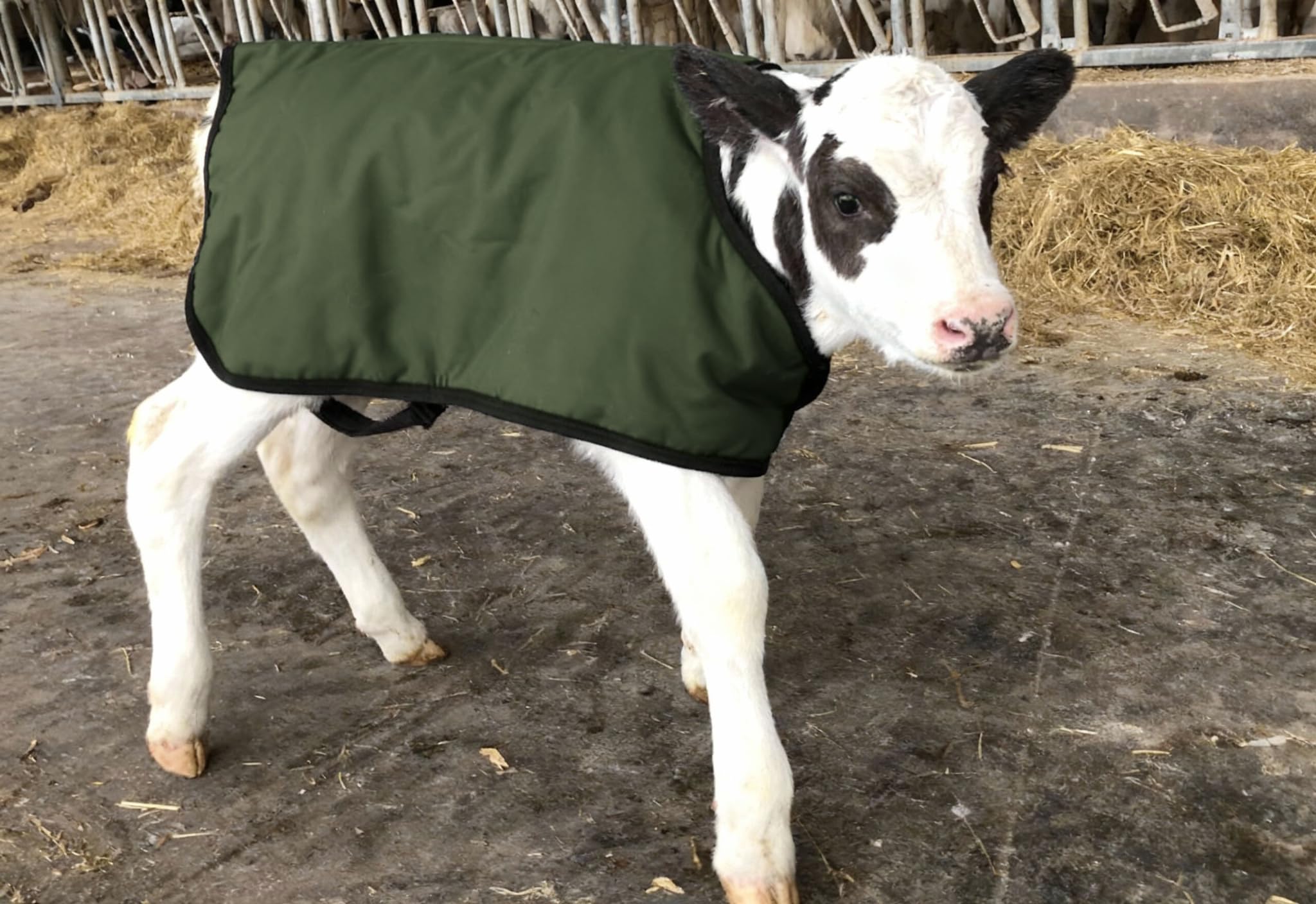 BetterMilk Calf Coat with quilted inner lining provides soft comfort on frosty mornings.