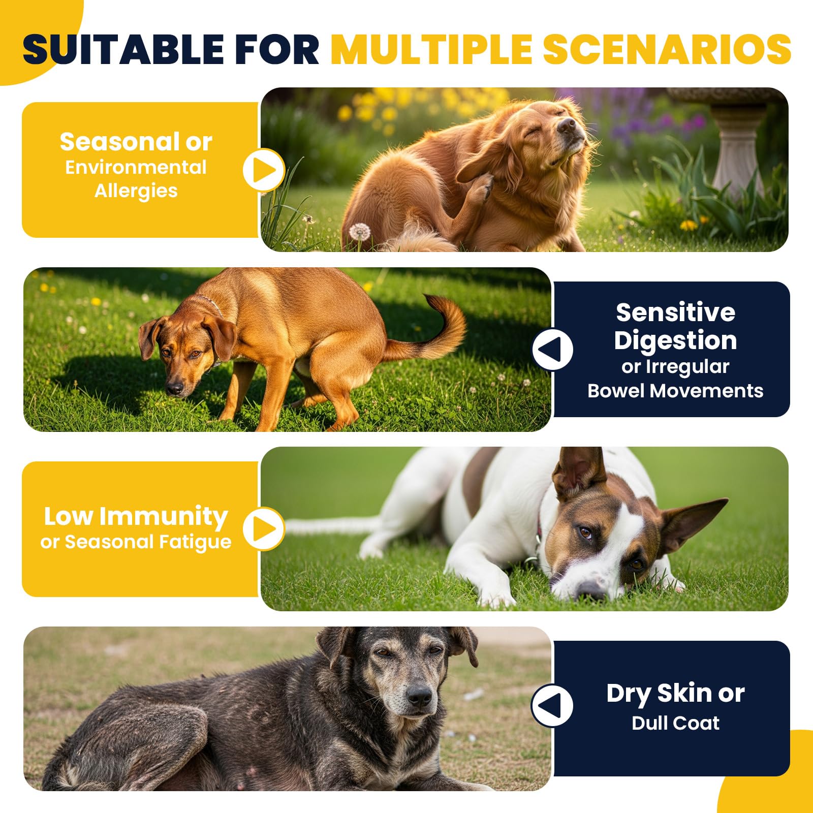 BFDEREN Digestive health dog probiotics image illustrates improved digestion and comfortable stools