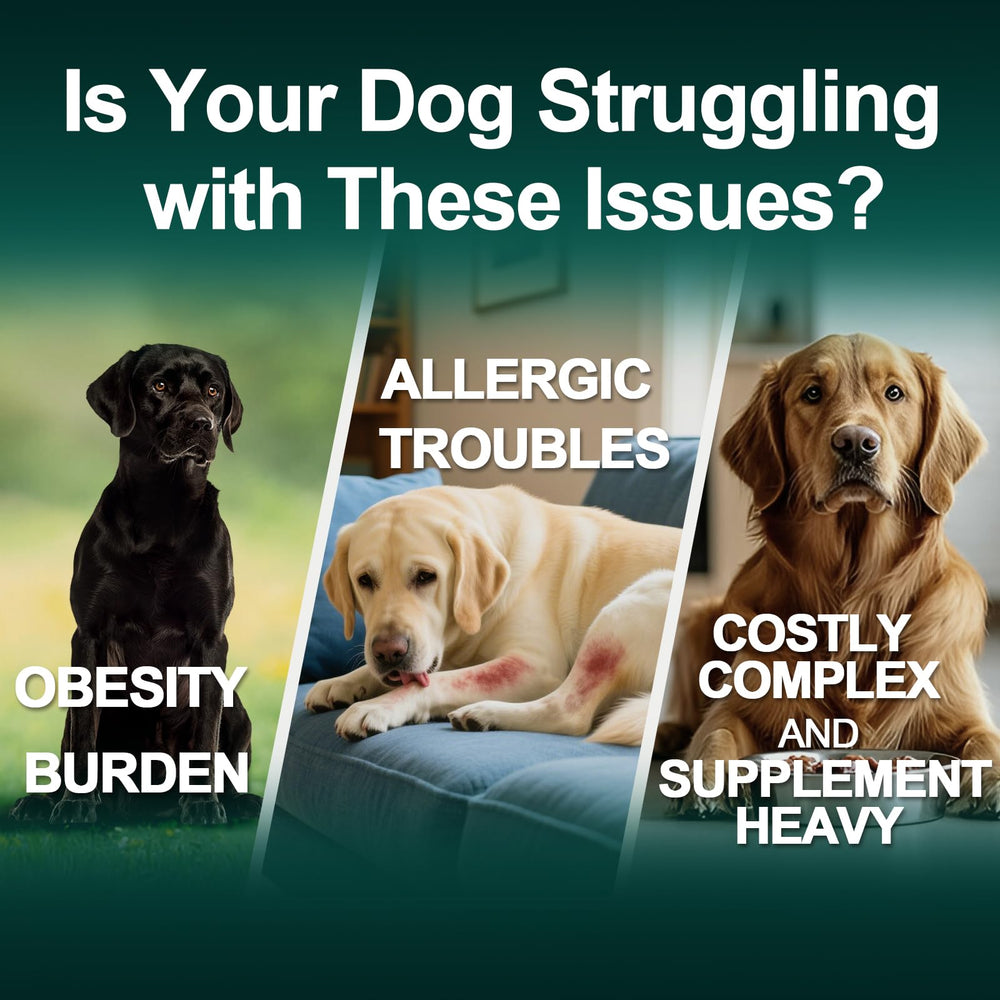 BFDEREN allergy chews ingredients panel featuring probiotics and colostrum for digestion and vitality.