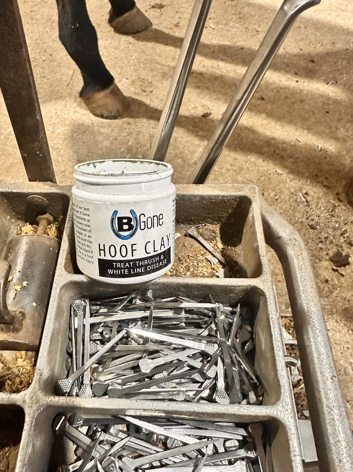 B Gone Hoof Clay applied on hoof—trusted by farriers for daily hoof maintenance.
