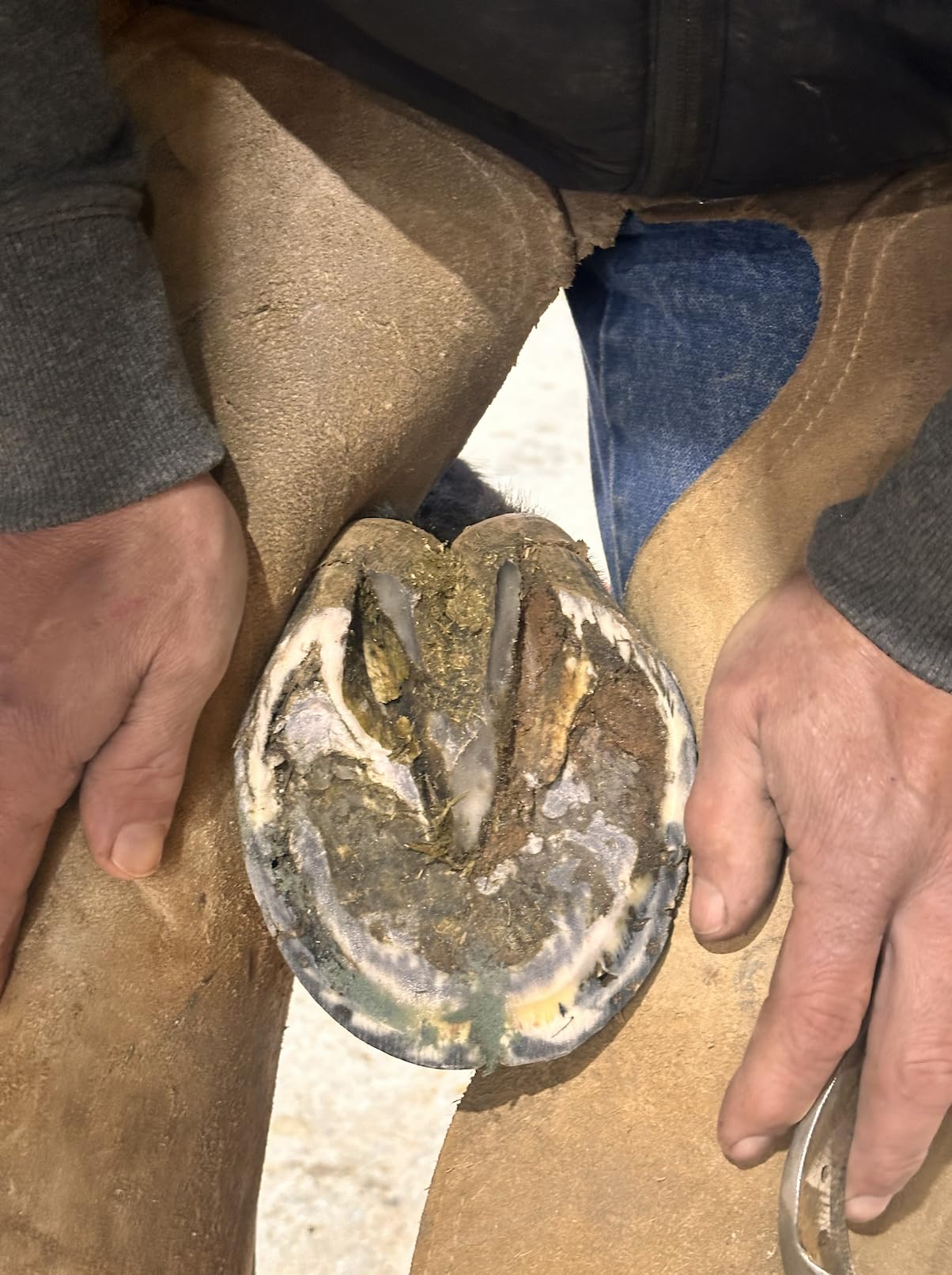 B Gone Hoof Clay in wet environments—supports white line prevention and care.