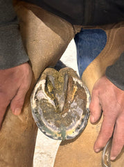 B Gone Hoof Clay in wet environments—supports white line prevention and care.