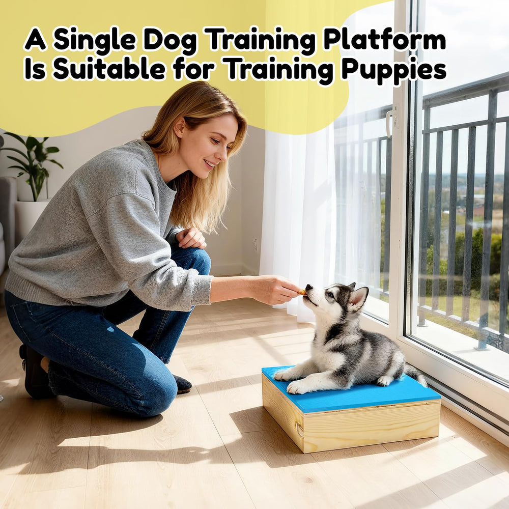 Bhyhok puppy small dog agility setup supports precise movement training.