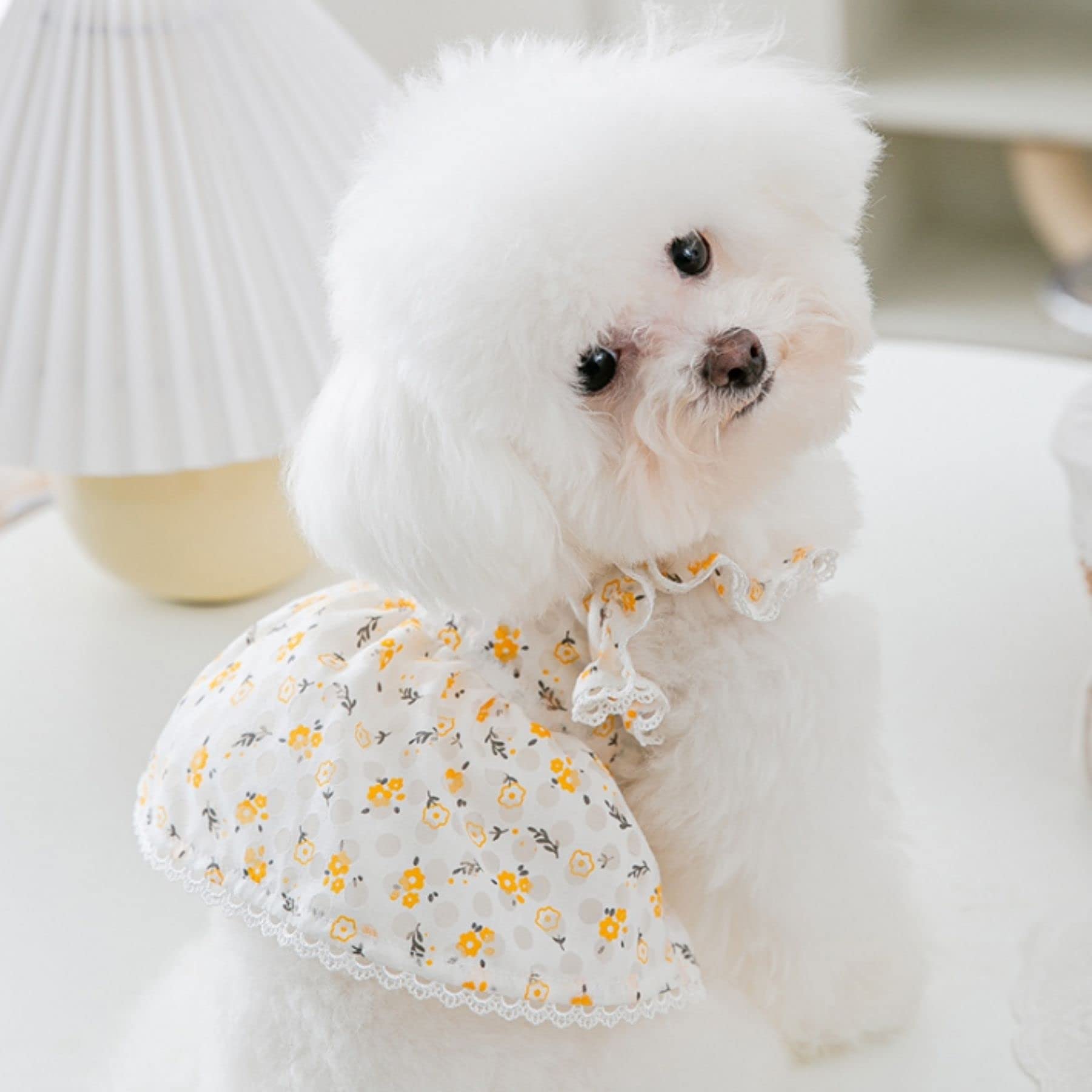 BIECWIAY small dog Valentine outfit ideal for festive photos.