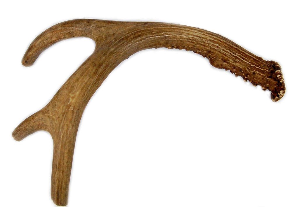 Big Dog Antler Chews: deer-antler-whole-9-13-inches; long-lasting chew for medium to large dogs.