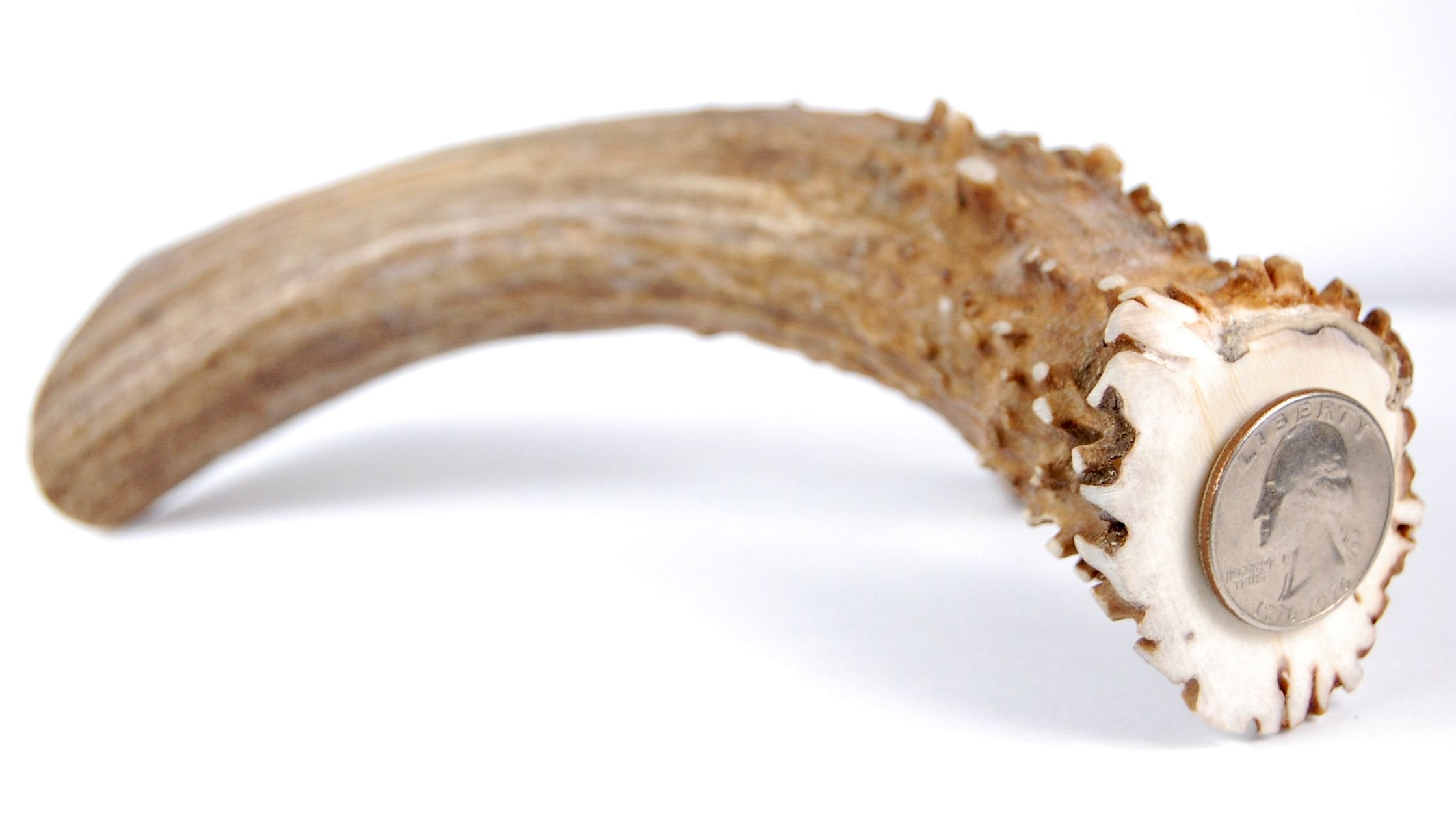 Big Dog Antler Chews extra thick jumbo for aggressive chewers indoors