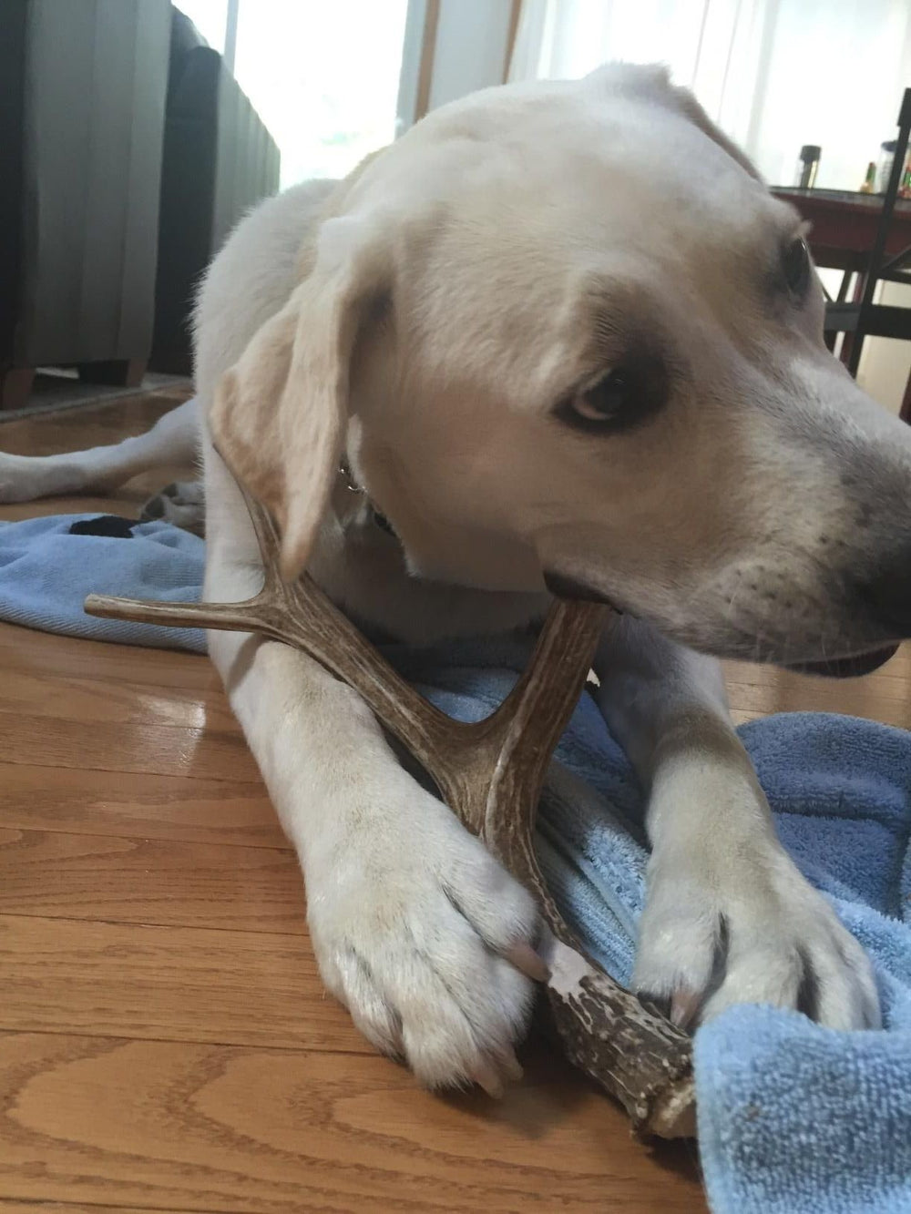 Big Dog Antler Chews: indoor-chew-no-odor; mess-free home chews.