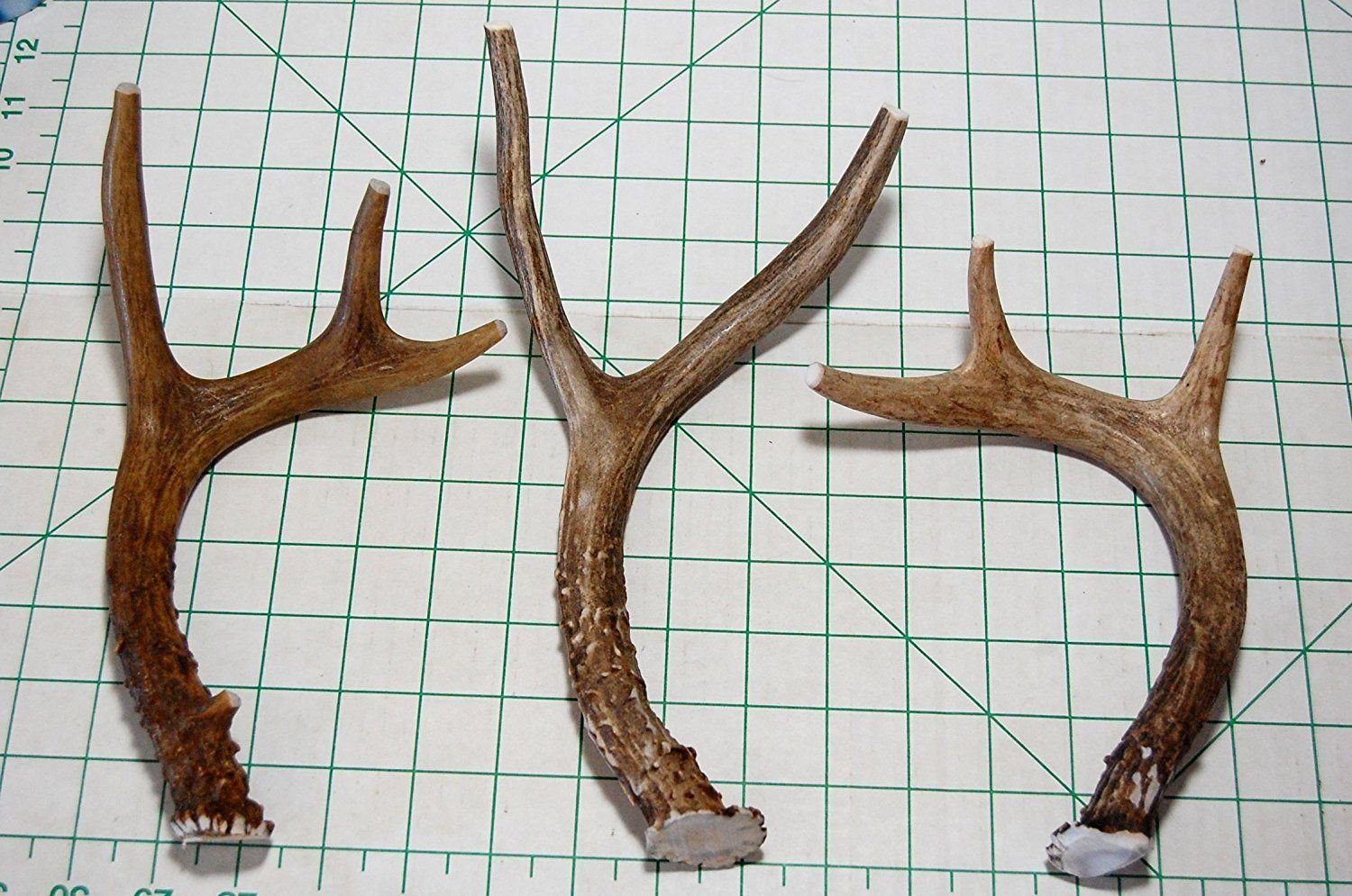 Big Dog Antler Chews: long-lasting indoor chew for strong chewers.