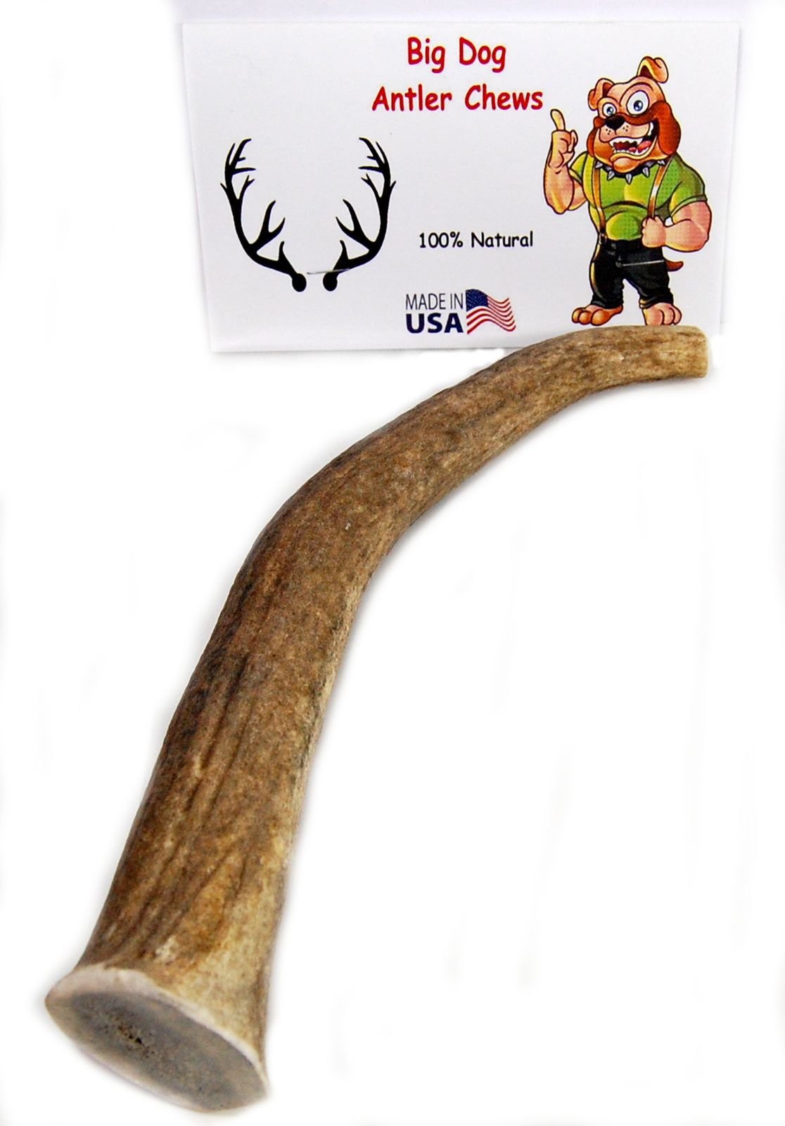 Big Dog Antler Chews interior-view-xxl-tine shows thick outer enamel durability
