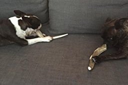 Big Dog Antler Chews suitable for medium, large and XL dogs.