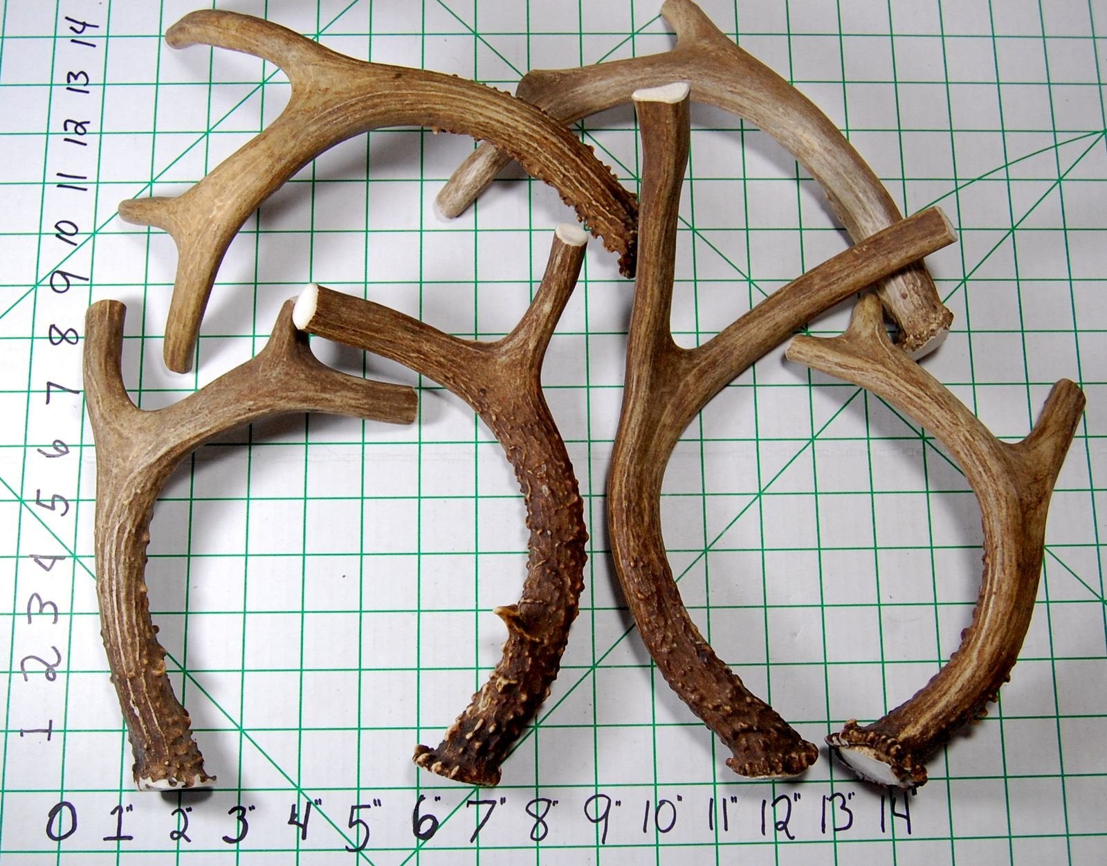 Big Dog Antler Chews: medium-to-large-dog focus; durable indoor chew for active pets.