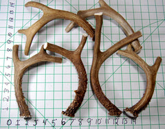 Big Dog Antler Chews: medium-to-large-dog focus; durable indoor chew for active pets.