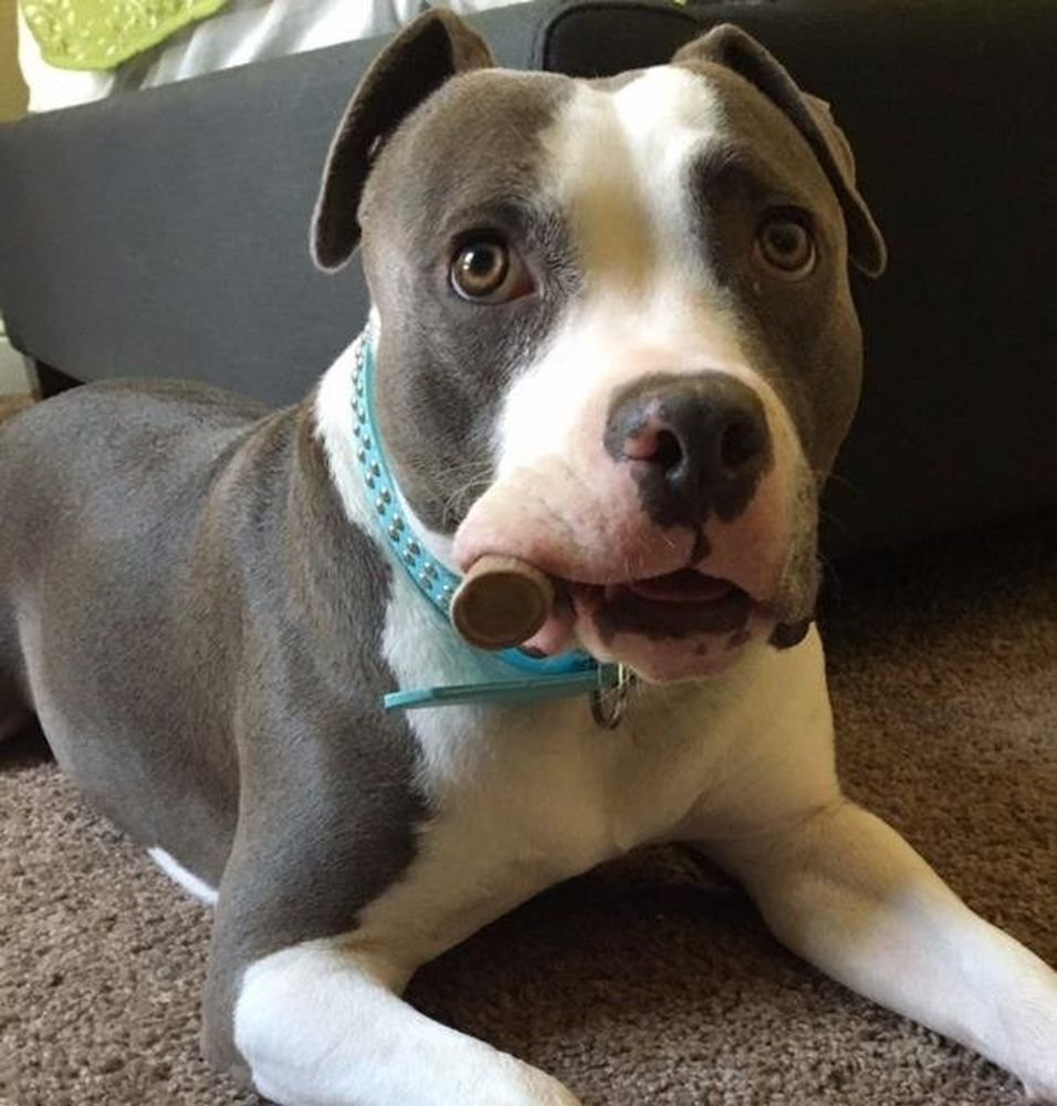 Big Dog Antler Chews no-odor indoor chew for mess-free homes.