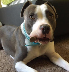 Big Dog Antler Chews no-odor indoor chew for mess-free homes.