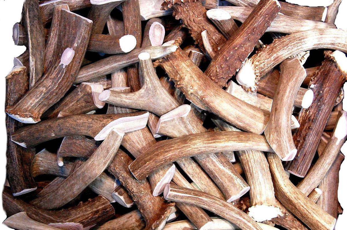 Big Dog Antler Chews premium deer antler pieces 6 inches for durable indoor chewing.