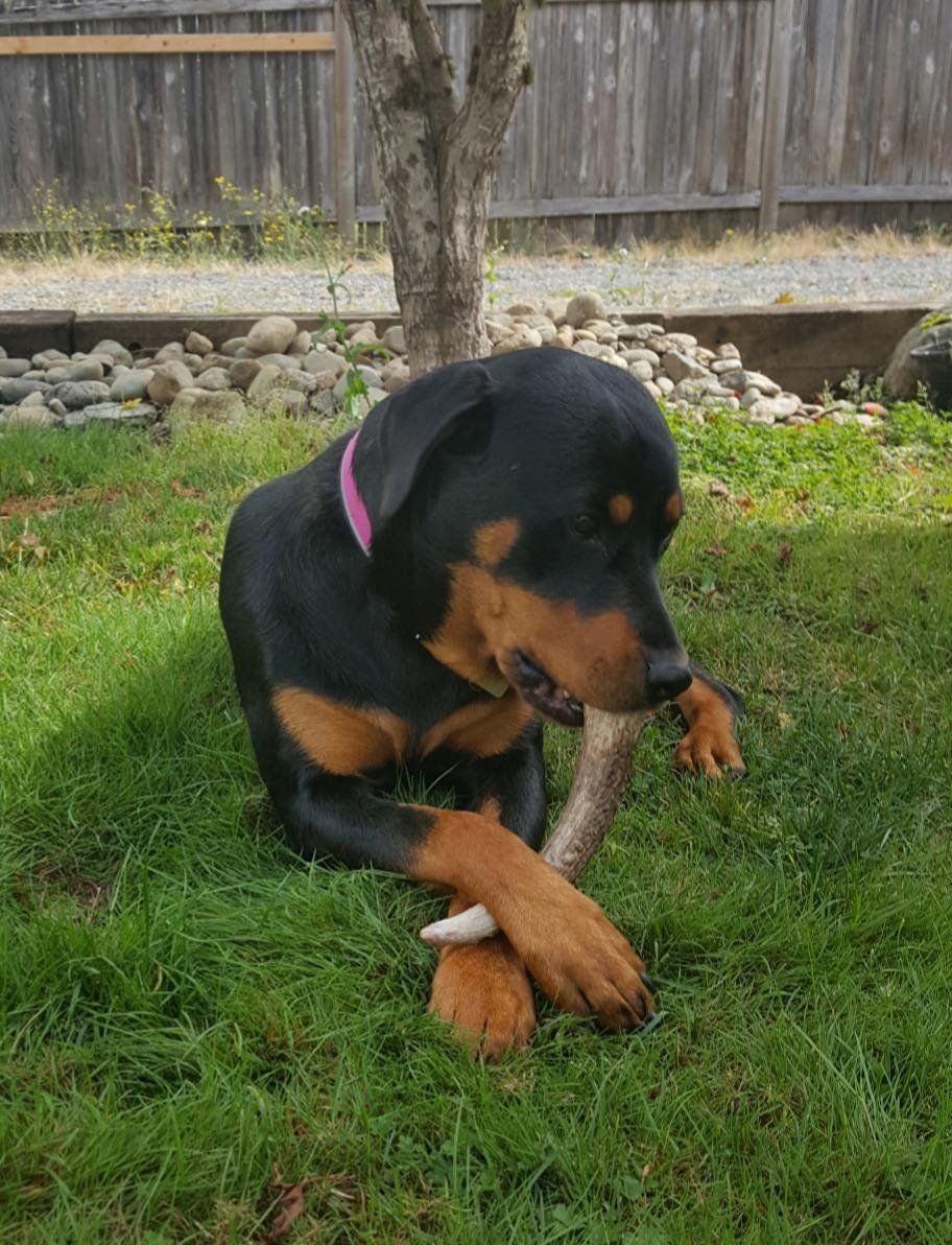 Big Dog Antler Chews sanded-edges eliminate sharp points for safe chews