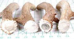 Big Dog Antler Chews sanded edges for safer chewing