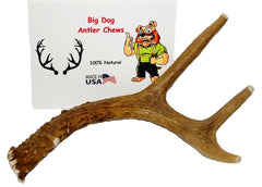 Big Dog Antler Chews: sanded edges to protect gums during indoor chewing.