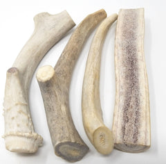 Big Dog Antler Chews indoor chew—no greasy mess or strong odor.