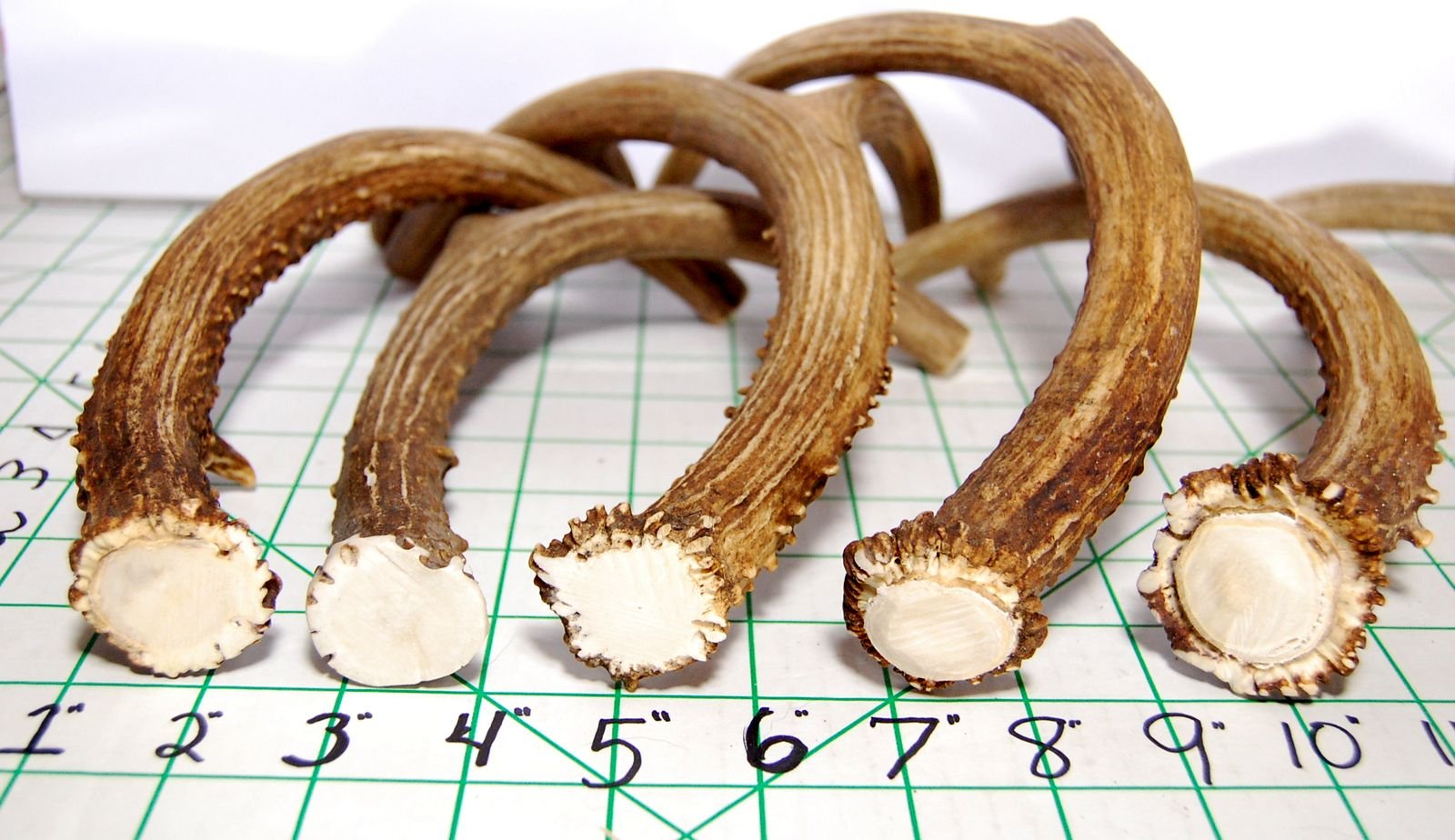 Big Dog Antler Chews: USA-sourced-deer-antlers; natural, additive-free chewing.