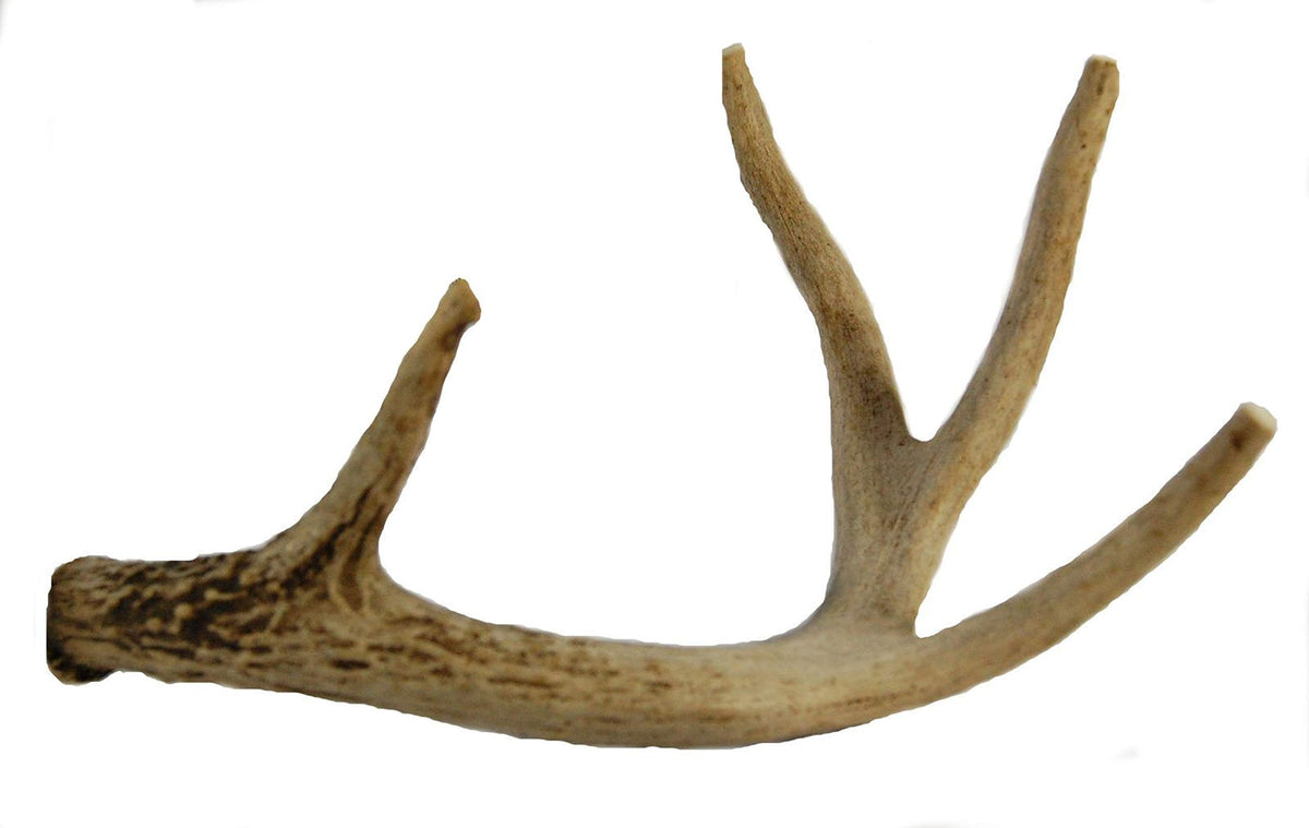 Big Dog Antler Chews whitetail-deer-antler-8-13-inch-long long-lasting indoor chew