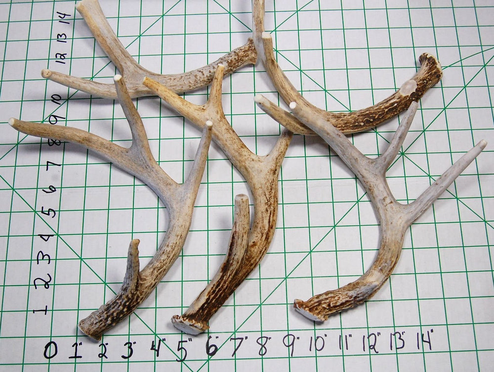 Big Dog Antler Chews whitetail-deer-antler-8-13-inch-long no odor mess-free floor