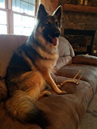 Big Dog Antler Chews whitetail-deer-antler-8-13-inch-long natural minerals calcium zinc