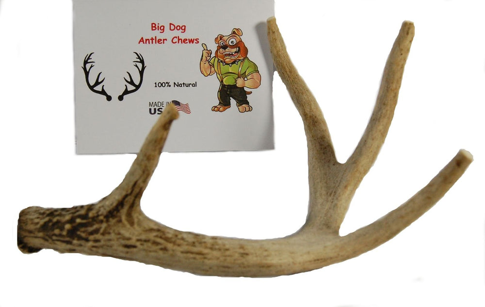 Big Dog Antler Chews whitetail-deer-antler-8-13-inch-long sanded edges safety
