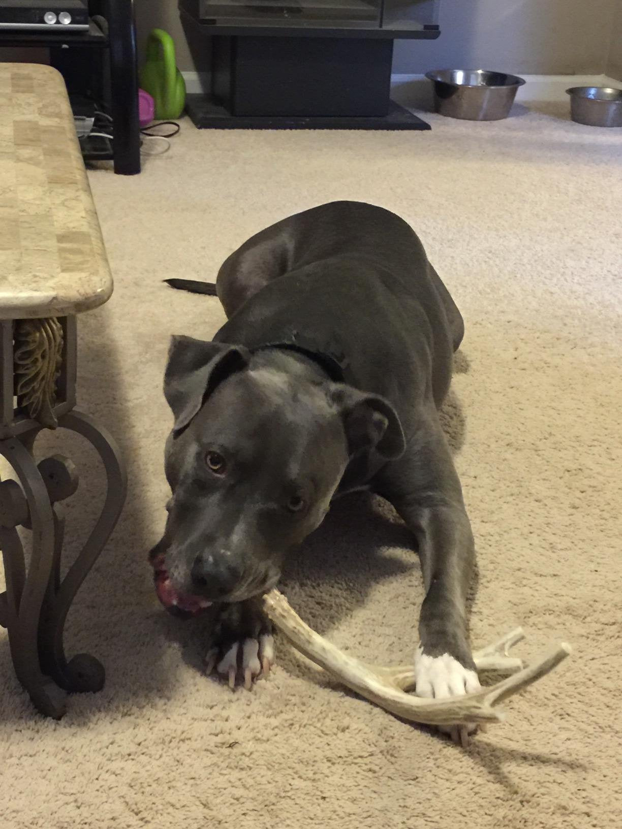 Big Dog Antler Chews XL 3-point deer antler—great for strength and engagement