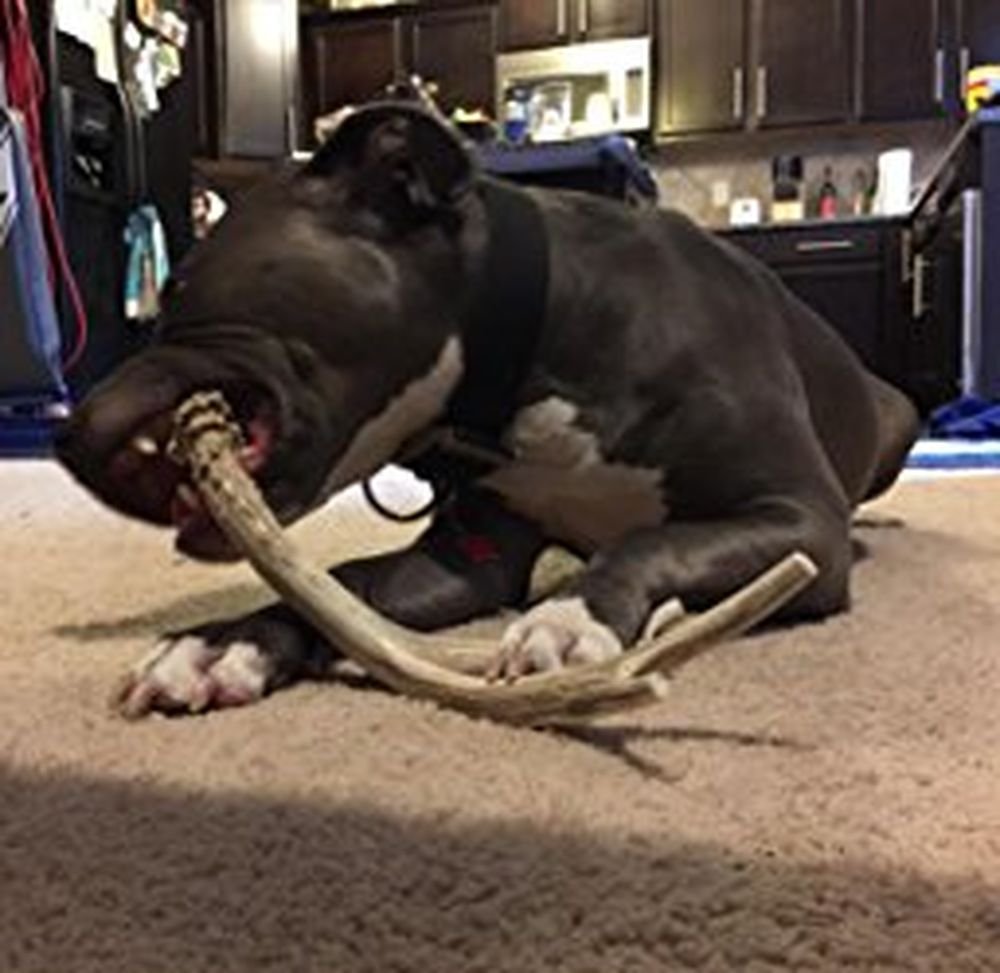 Big Dog Antler Chews XL 4-point deer antler—extra thick for powerful chewers