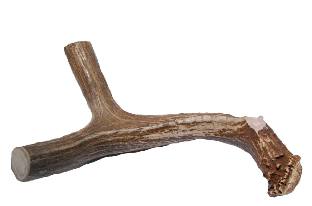 Big Dog Antler Chews XL deer antler close-up—natural minerals support daily canine nutrition