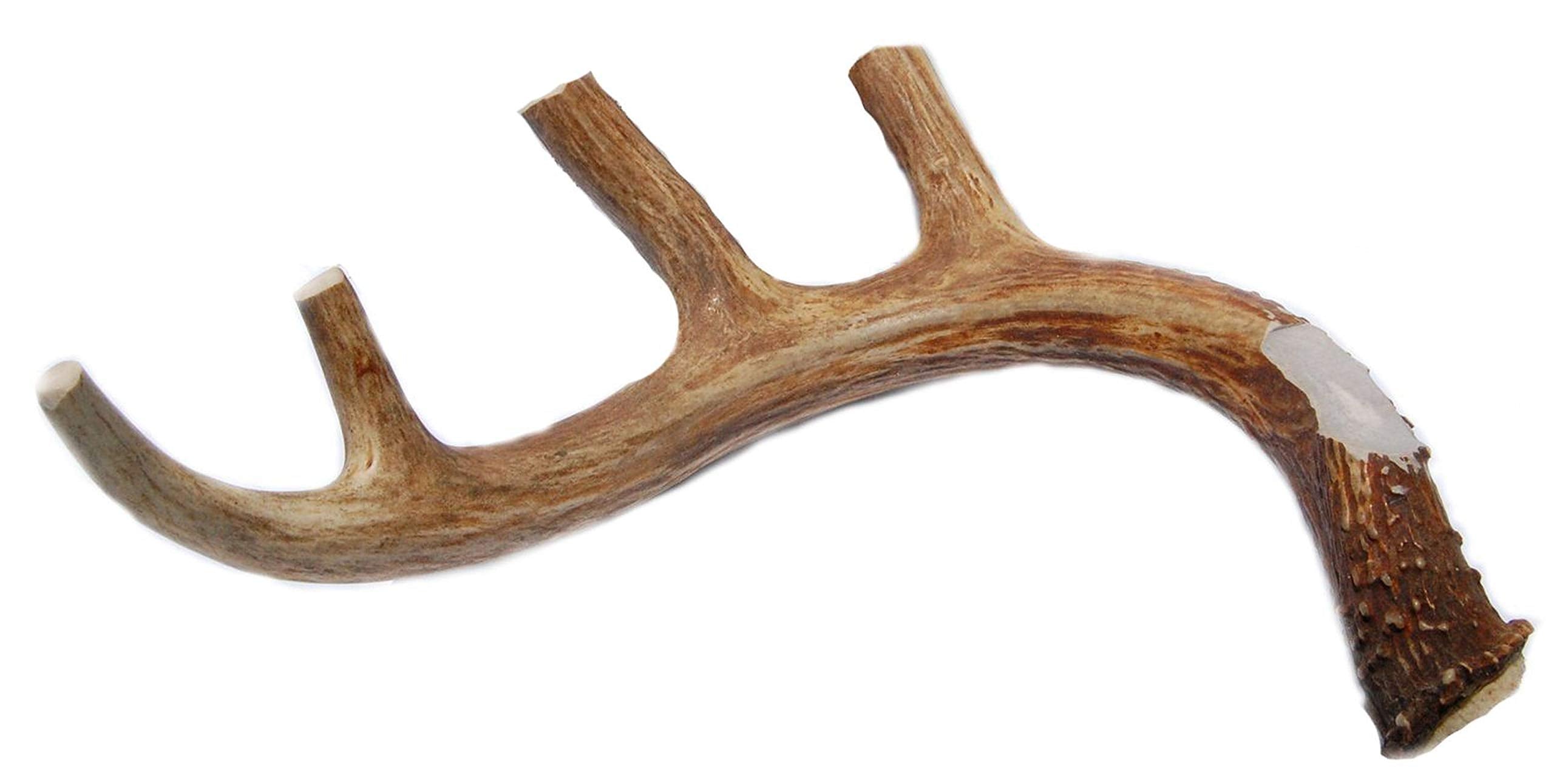 Big Dog Antler Chews XL deer antler dog chew—long-lasting chew for aggressive chewers