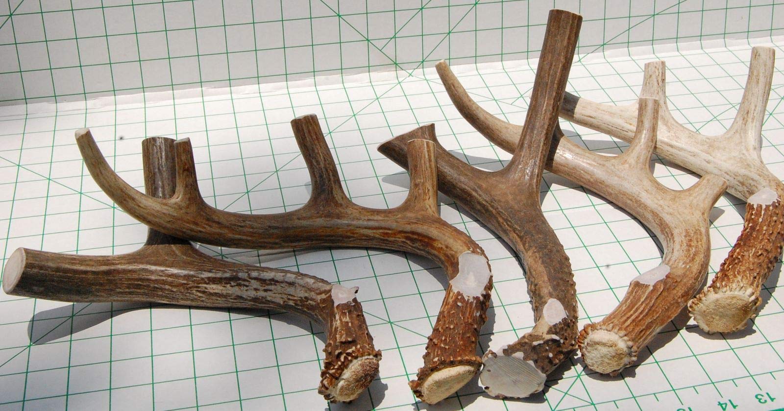 Big Dog Antler Chews XL deer antler sanded edges—safe, smooth surface for gentler gums