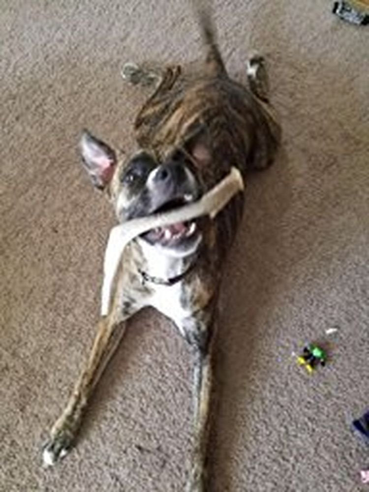 Big Dog Antler Chews XL indoor-use deer antler—no greasy mess indoors