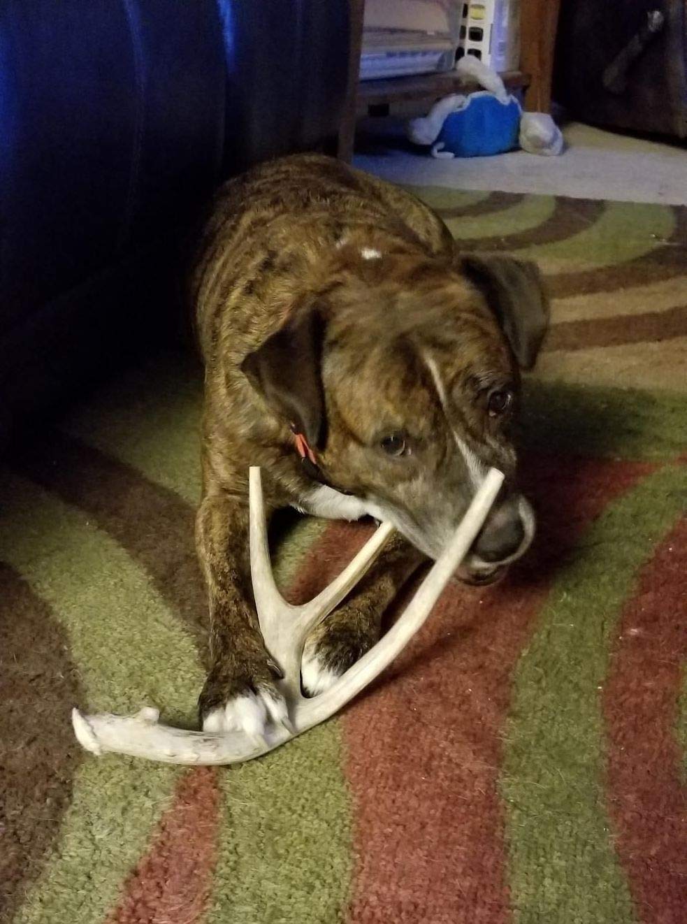 Big Dog Antler Chews XL USA-sourced deer antler—from wild deer, no additives