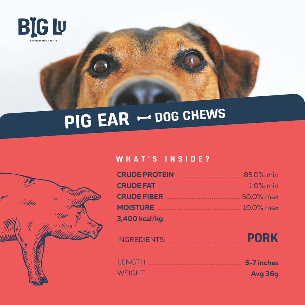 Big Lu Pig Ears dogs enjoying treat showcases natural flavor and single-ingredient simplicity