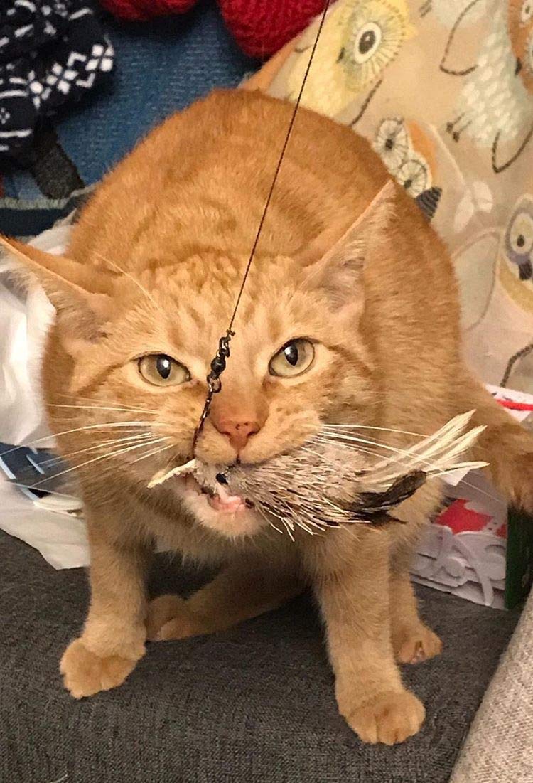 Big Sky Cats House Finch refill in action promotes exercise and mental stimulation