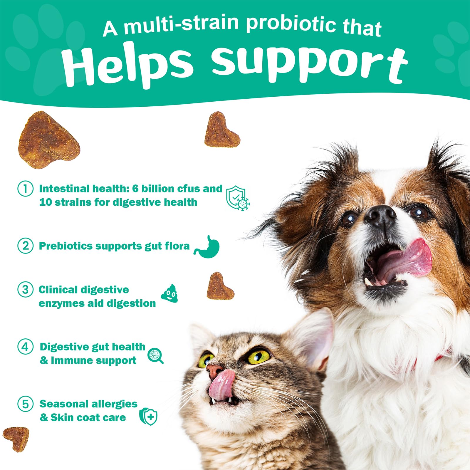 BIGHERO Probiotics dogs advanced strains image highlights diverse gut bacteria.