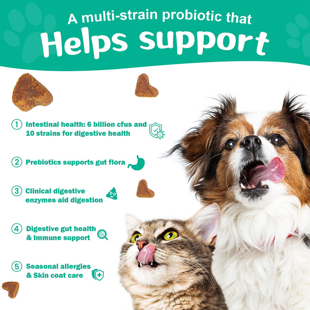 BIGHERO Probiotics dogs advanced strains image highlights diverse gut bacteria.