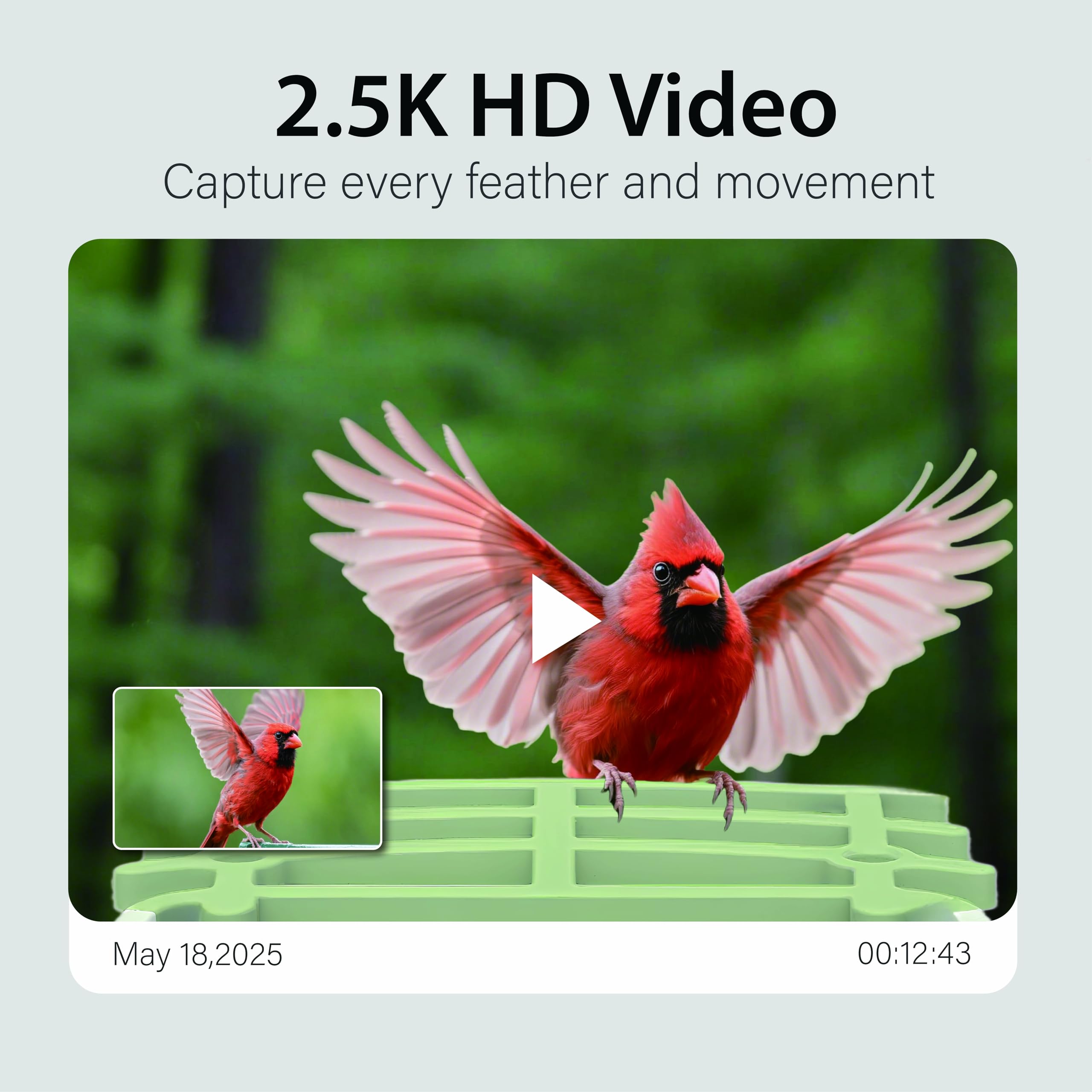 Billber cloud and SD storage supports easy sharing of bird moments.