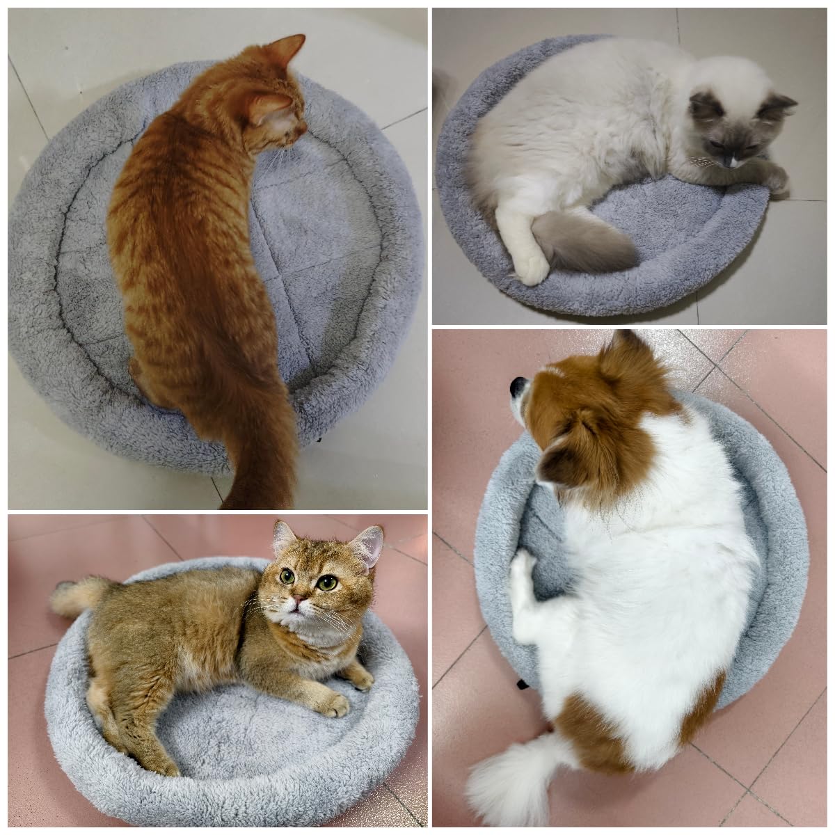 Billionchains indoor-use cat bed—great for living room or bedroom