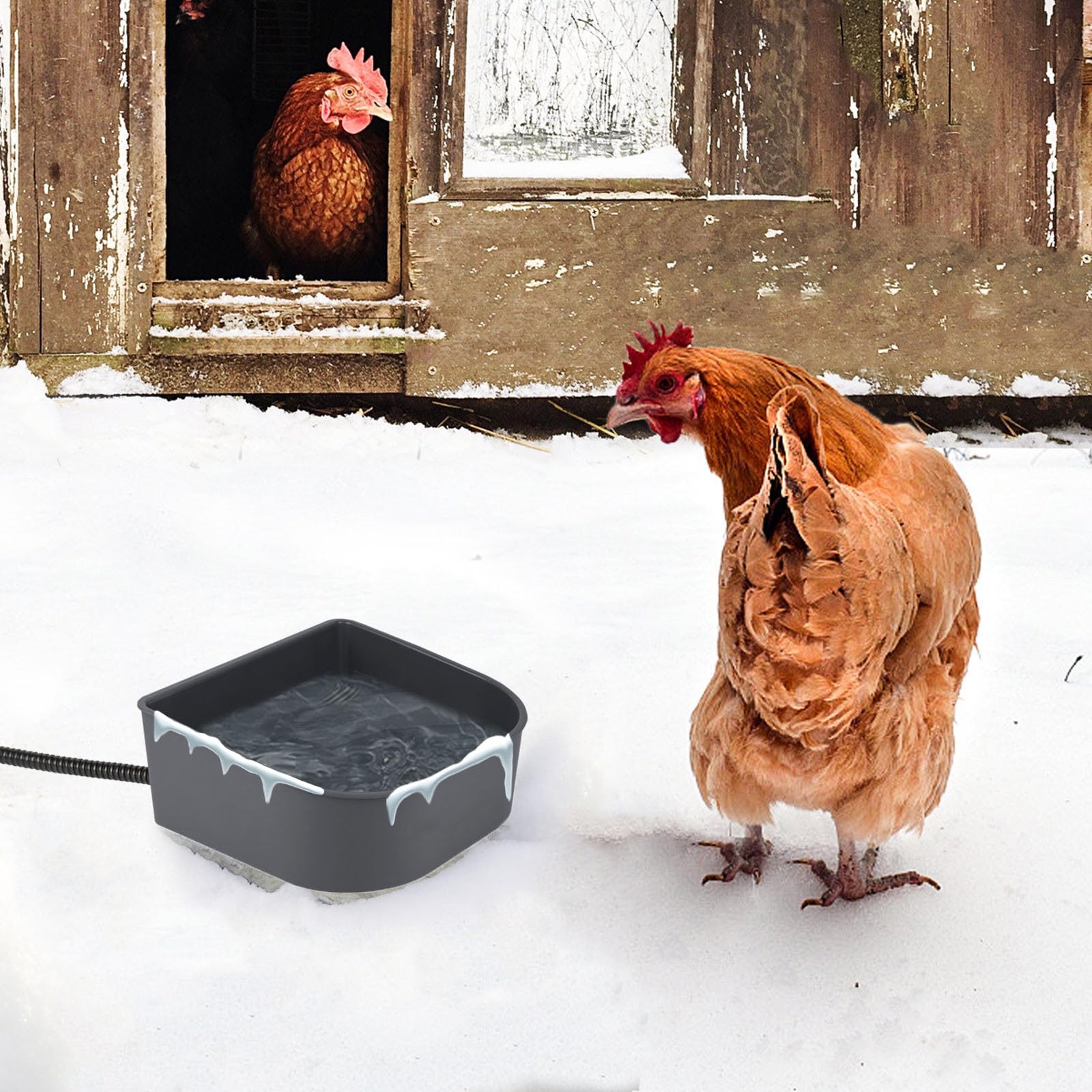 Billionchains heated water bowl ground placement for convenient outdoor access