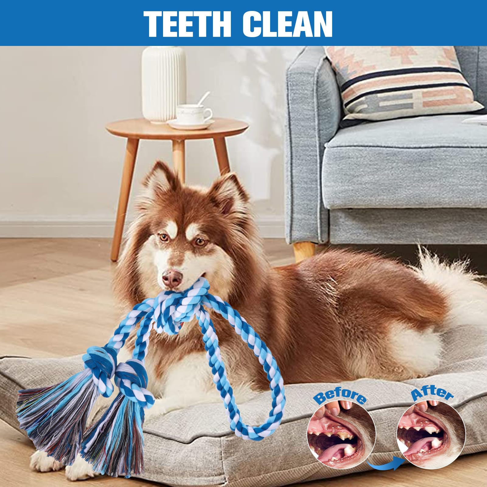 BINGPET vibrant rope toy during toss-and-fetch for active play
