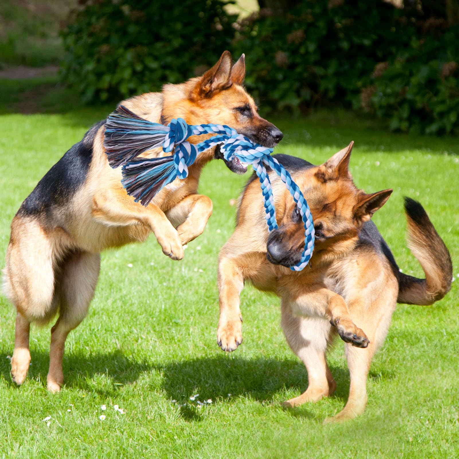 BINGPET two-pack gift-ready rope toy in bright colors