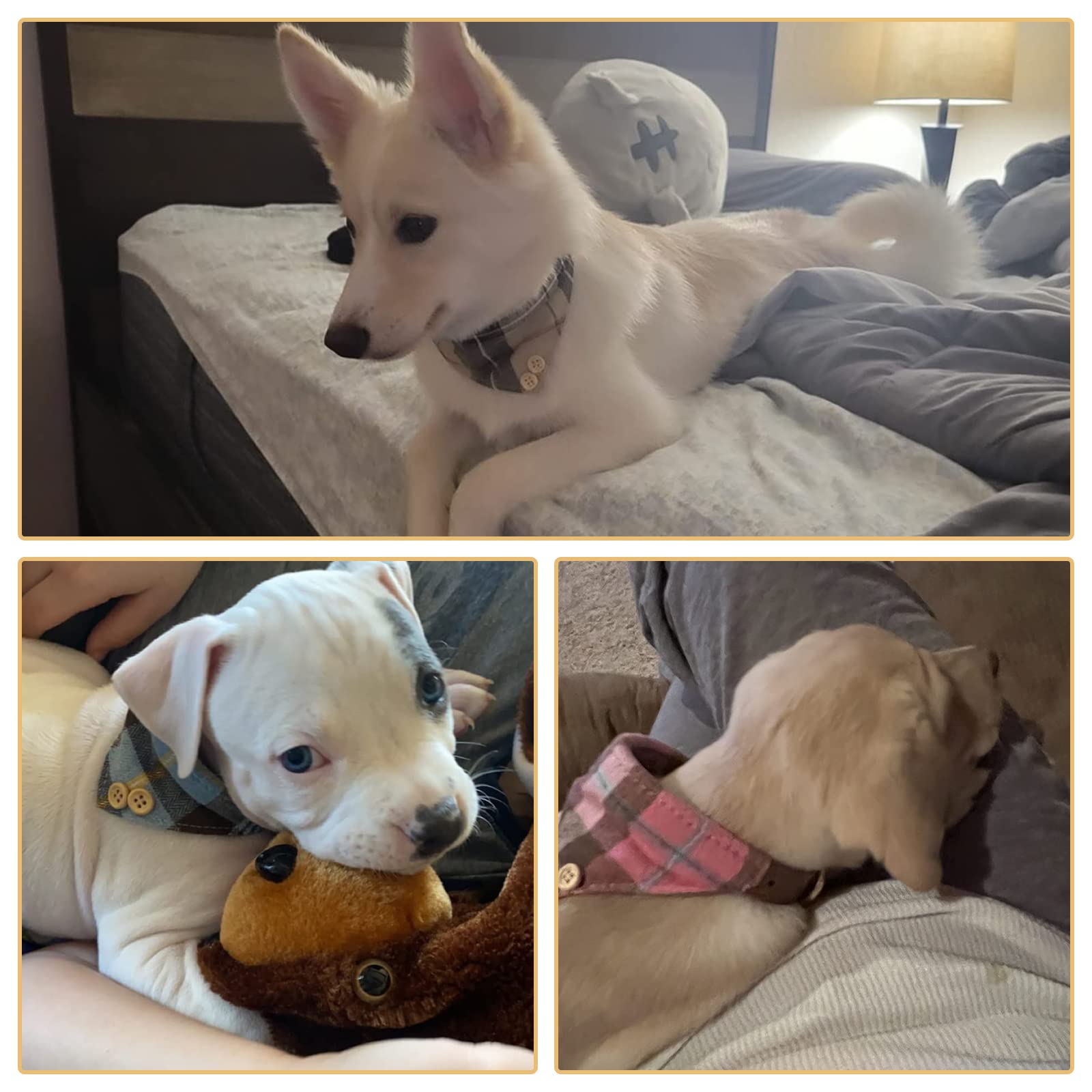 BINGPET dog walking outdoors wearing the bow tie and bandana collar set