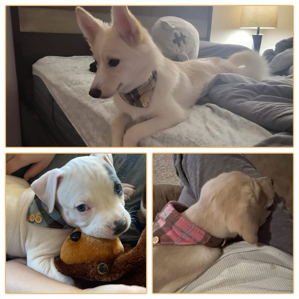 BINGPET dog walking outdoors wearing the bow tie and bandana collar set